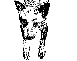 Drawing of an Australian cattle dog with a half mask.